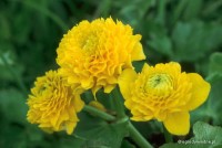 Caltha palustris 'Multiplex'	Kaczeniec pełnokwiatowy