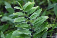 Polygonatum odoratum - Kokoryczka wonna