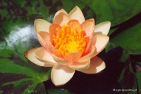 Nymphaea 'Aurora' - Lilia wodna
