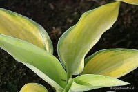 Hosta 'Inniswood' - Funkia