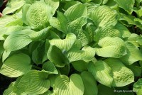 Hosta 'August Moon' - Funkia