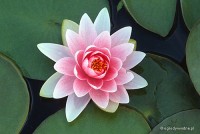 Nymphaea 'Madame Wilfron Gonnere' - Lilia wodna