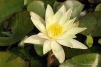 Nymphaea 'Sulphurea' - Lilia wodna