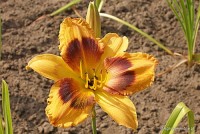 Hemerocallis 'Chicago' - Liliowiec