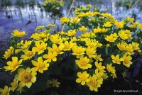 Caltha palustris - Kaczeniec błotny