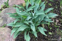 Hosta 'Blue Diamond' - Funkia