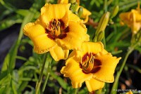 Hemerocallis 'Siloam June Bug' - Liliowiec