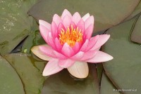 Nymphaea 'Conqueror' - Lilia wodna