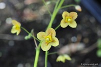 Epimedium warleyense 'Orange Konigin' - Epimedium warlejskie