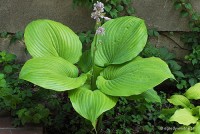 Hosta 'Sum and Substance' - Funkia