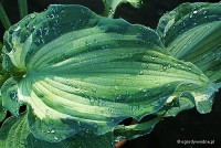 Hosta 'Guardian Angel' - Funkia 