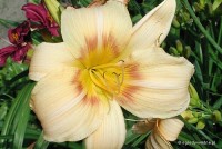 Hemerocallis 'Marzanna' - Liliowiec