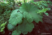 Astilboides tabularis