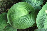 Hosta 'Gray Cole' - Funkia