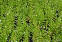 Gratiola officinalis - Konitrut lekarski