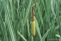 Typha latifolia 'Variegata' -	Pałka szerokolistna pstra
