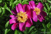 Paeonia lactiflora 'Kameno-Kegoromo' - Piwonia chińska