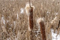 Typha latifolia - Pałka szerokolistna