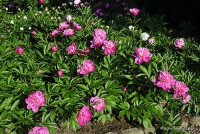 Paeonia lactiflora 'Duchesse d'Orleans' - Piwonia chińska 
