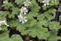 Geranium renardii - Bodziszek Renarda