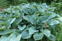 Hosta 'Big Daddy' - Funkia