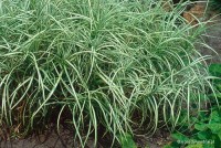 Carex muskingumensis 'Aureovariegata' - Turzyca muskegońska