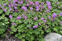 Geranium x cantabrigense 'Karmina' - Bodziszek kantabryjski