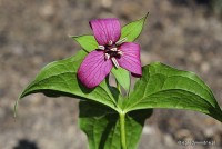 Trillium erectum - Trójlist wyprostowany