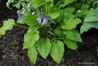 Hosta 'Hirao Supreme'- Funkia