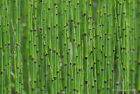 Equisetum hyemale var. camtschaticum - Skrzyp zimowy odm. kamczacka