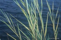 Phragmites australis 'Variegatus' - Trzcina pstrolistna