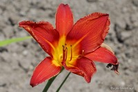 Hemerocallis 'Rebel Cause' - Liliowiec