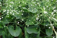 Alisma parviflora - Babka drobnokwiatowa