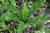 Polystichum aculeatum - paprotnik kolczysty