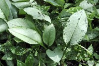Pulmonaria saccharata 'Majeste' - miodunka pstra