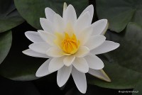 Nymphaea 'Denver' - Lilia wodna