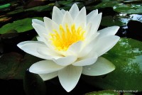 Nymphaea 'White Sultan' - Lilia wodna