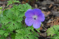 Geranium himalayense 'Baby Blue' - bodziszek himalajski
