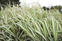 Glyceria maxima 'Variegata' - Manna mielec pstrolistna