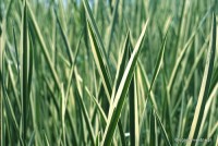Acorus calamus 'Variegatus' - tatarak paskowany