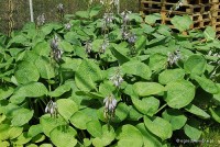 Hosta 'Big Mama' - Funkia