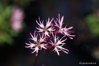 Lychnis flos cuculi 'Nana' - Firletka poszarpana