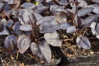 Lysimachia ciliata 'Firecracker' - Tojeść orzęsiona bordowa
