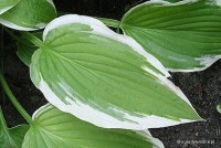 Hosta 'Shogun' - Funkia