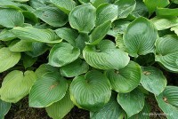 Hosta 'Beauty Substance' - Funkia