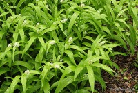 Maianthemum stellatum - Majówka gwiazdkowata