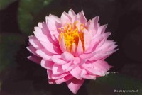 Nymphaea 'Lilypons' - Lilia wodna