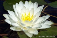 Nymphaea 'Perry's Double White' - Lilia wodna