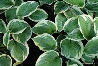Hosta 'Knockout' - Funkia