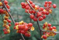 Celastrus orbiculatus 'Diana' - dławisz okrągłolistny f. żeńska